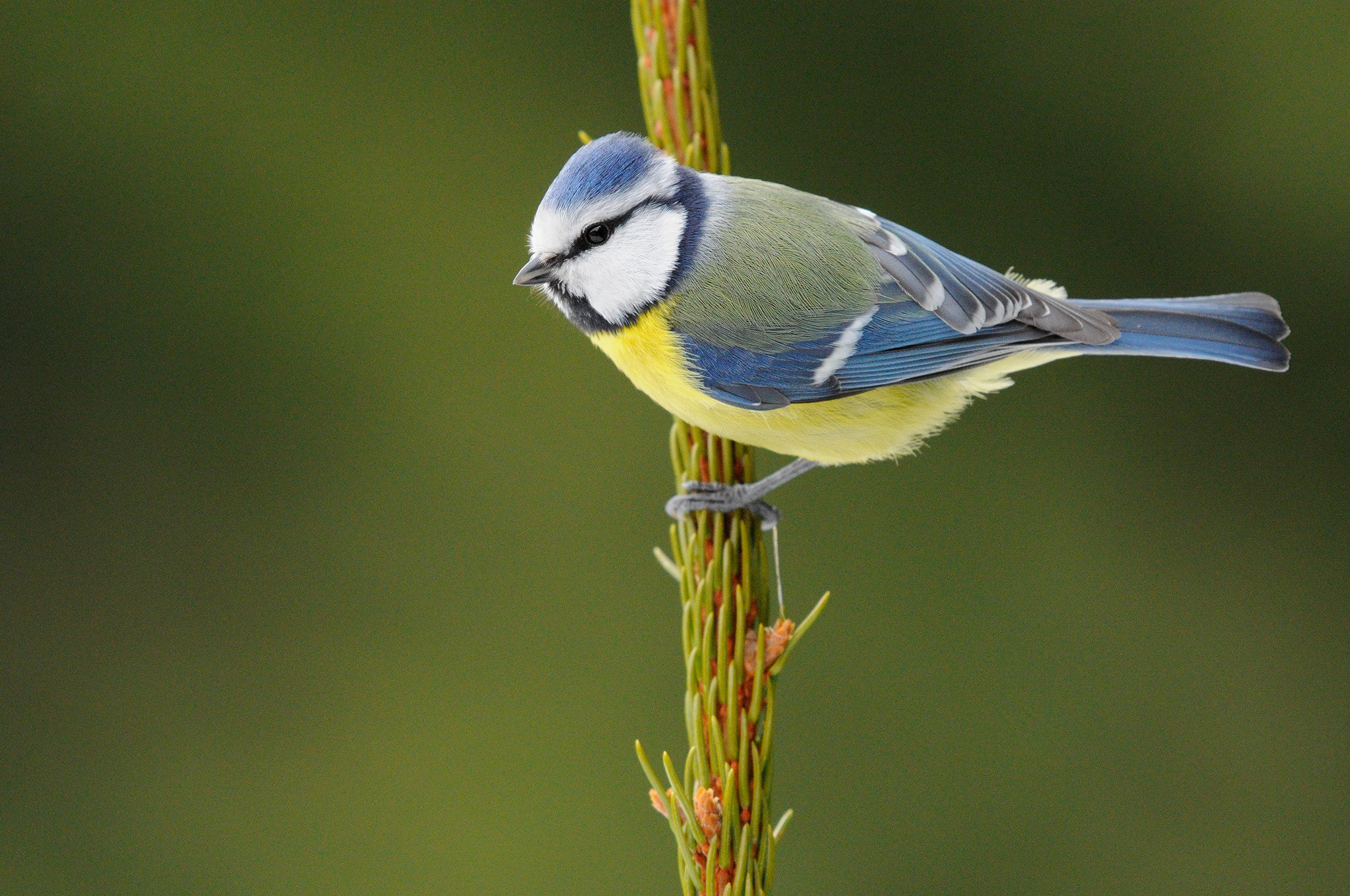 Blue Tit_in-camera