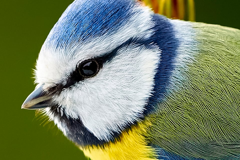 Blue tit_edited