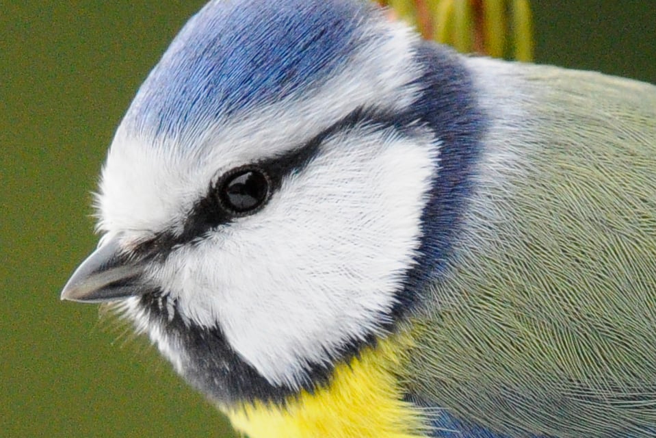 Blue tit_raw jpg