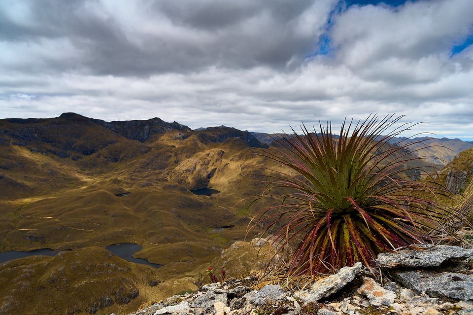 Cajas_Ecuador_Paramo_02