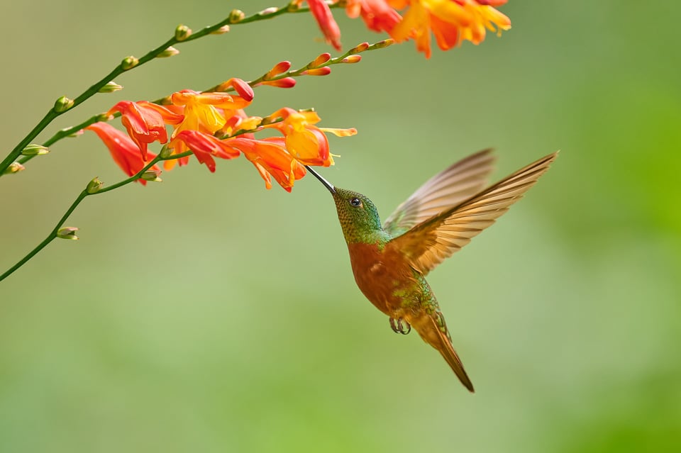 Chestnut-breasted Coronet