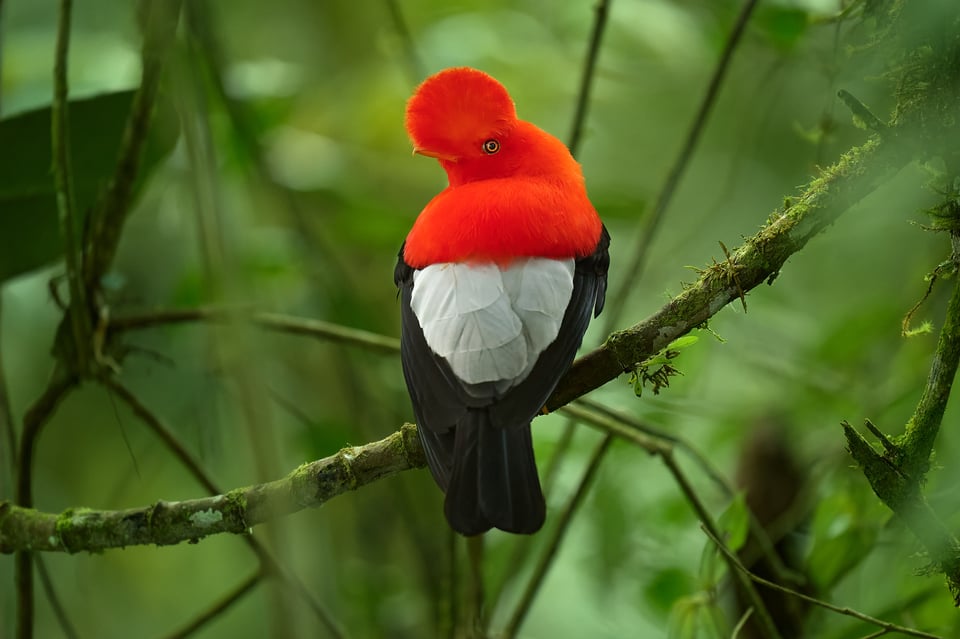 Cock-of-the-rock_Ecuador