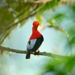 Cock-of-the-rock_Ecuador_02