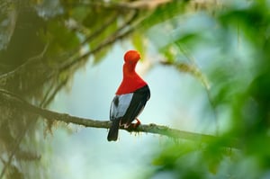 Cock-of-the-rock_Ecuador_02