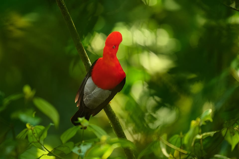 Cock-of-the-rock_Ecuador_03