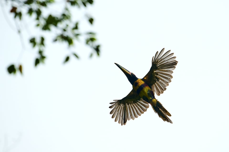 Collared Aracari