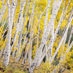 Colorado Aspens in Fall, Telephoto