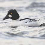 Common_Goldeneye_In_Cold_River_jpolak