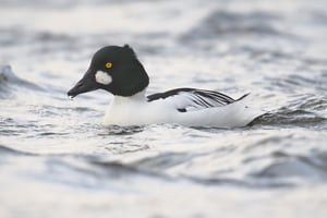 Common_Goldeneye_In_Cold_River_jpolak