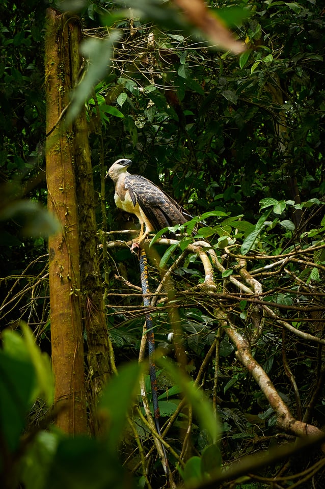 Crested Eagle