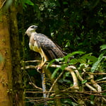 Crested Eagle_crop