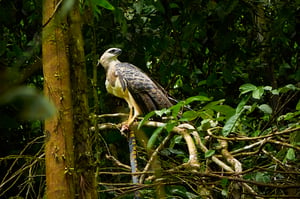 Crested Eagle_crop