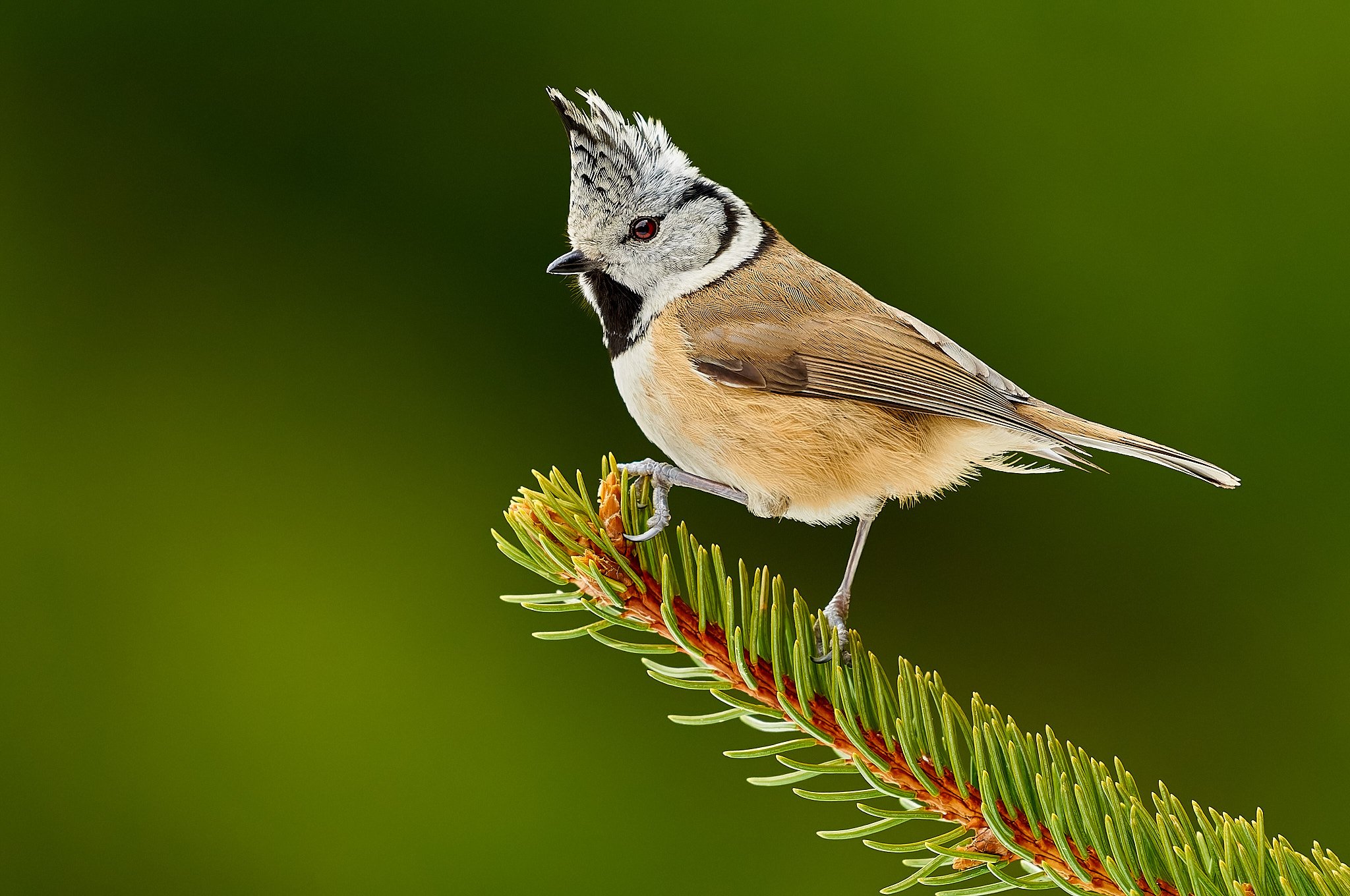 Crested Tit_edited