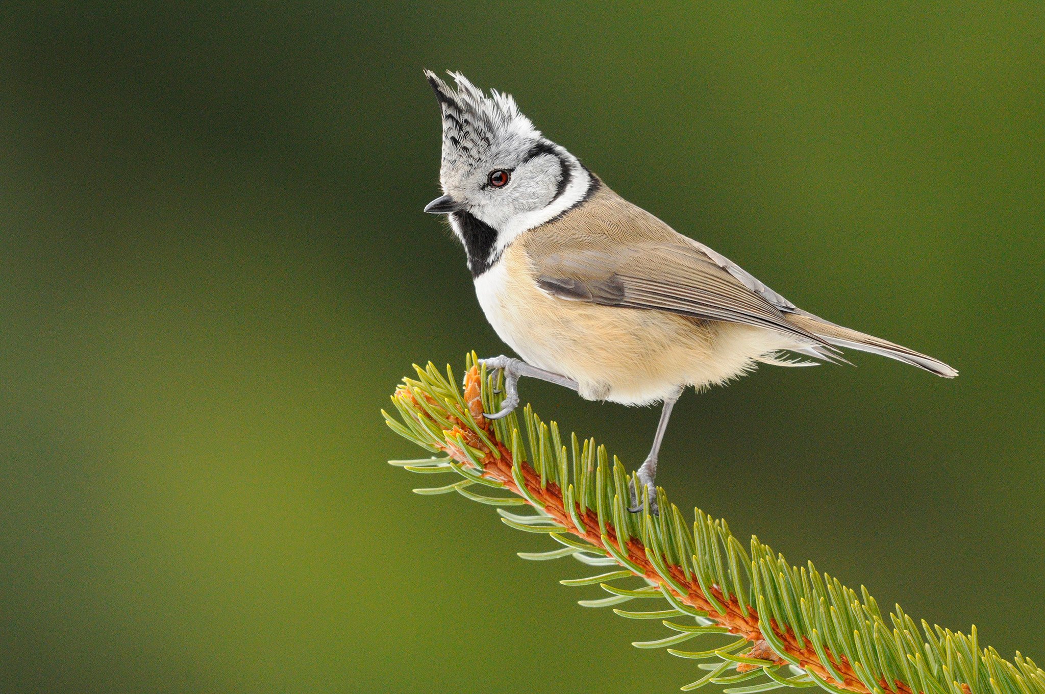 Crested Tit_in-camera