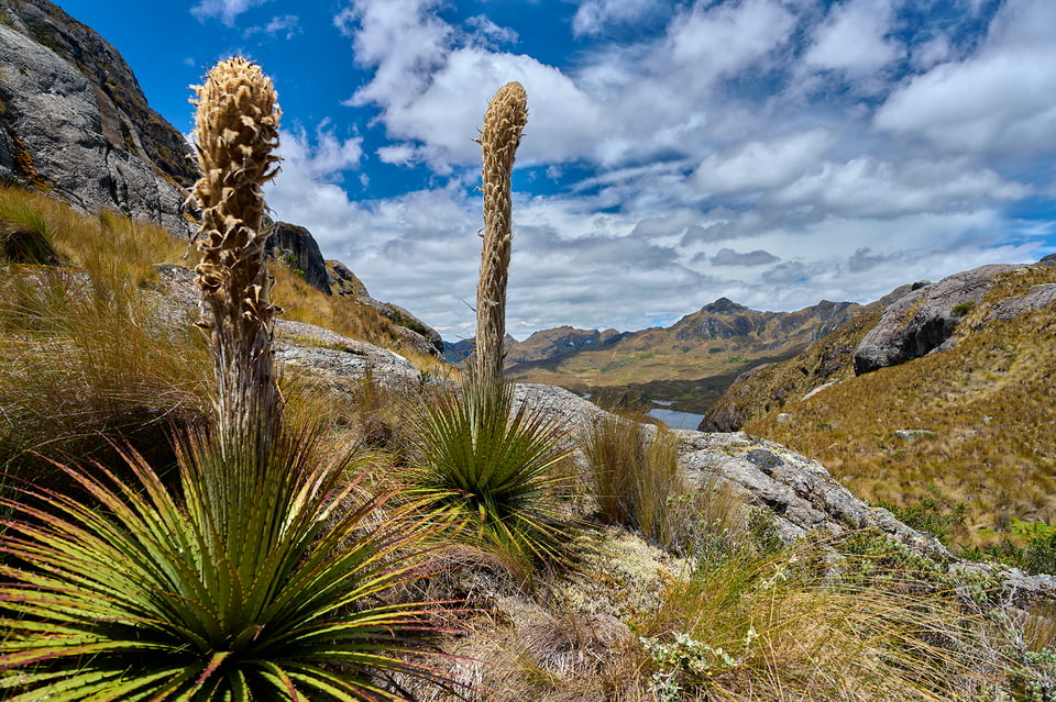 Cajas_Ecuador_Paramo_01