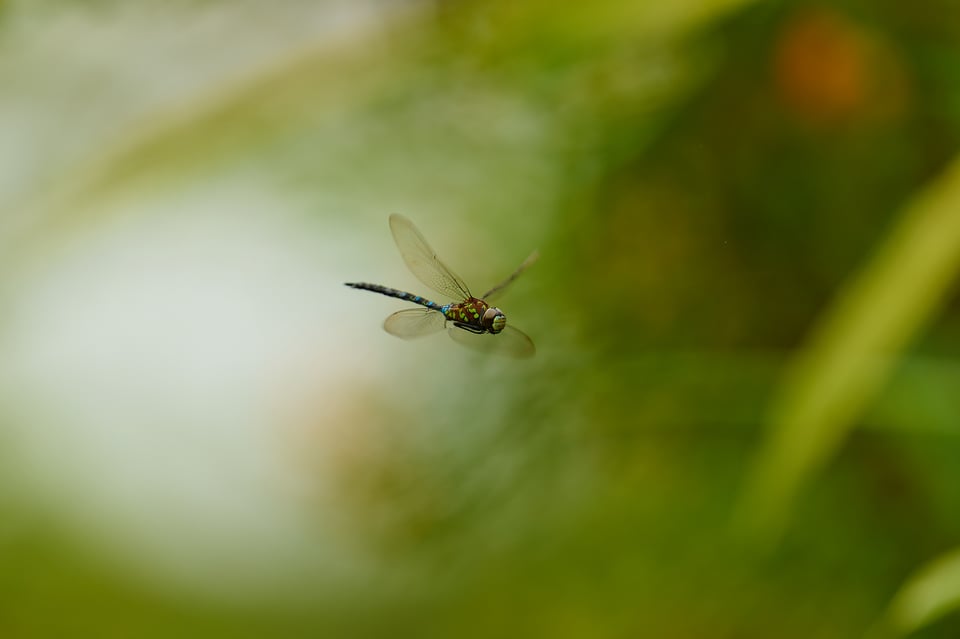 Dragonfly_Ecuador