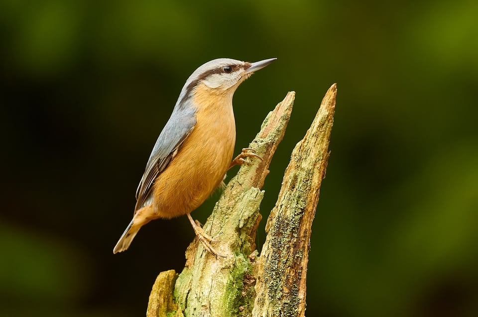 Eurasian Nuthatch_edited