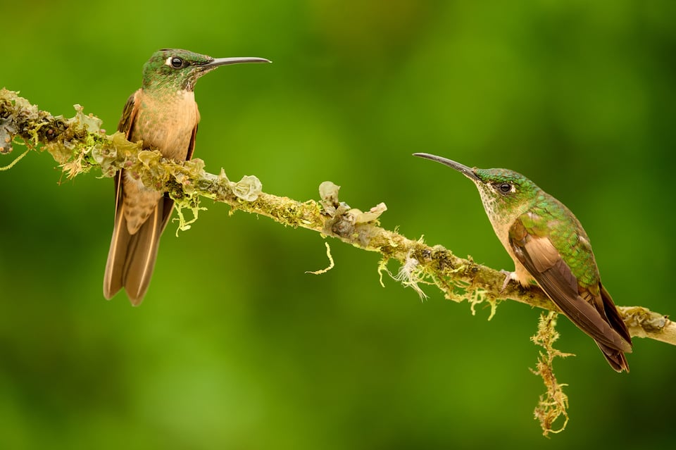 Heliodoxa Jacula_Hummingbird