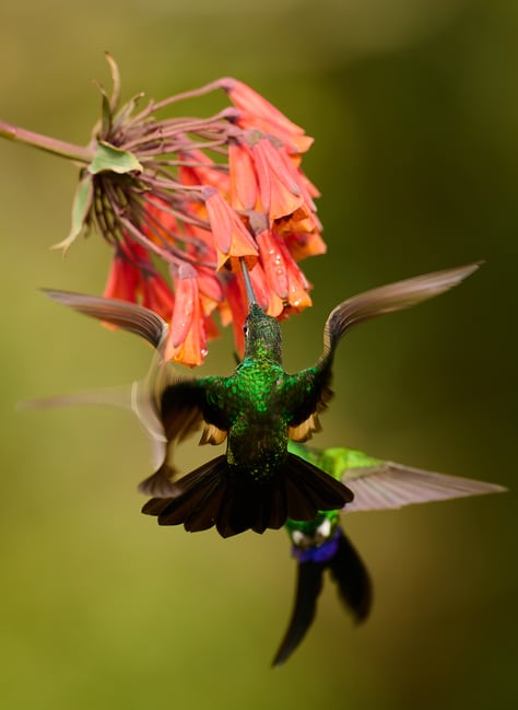 Hummingbirds_RSE