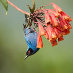 Masked flowerpiercer_Ecuador