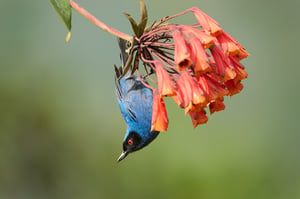 Masked flowerpiercer_Ecuador