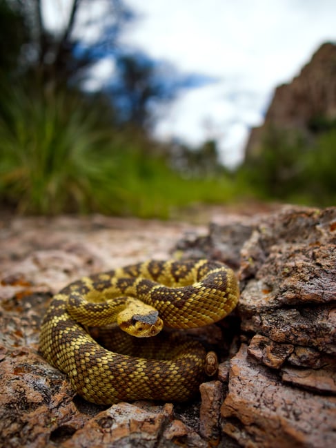 Leica Summilux 12mm f:1.4 creates a pleasing and soft bokeh good for close focus and shallow depth of field