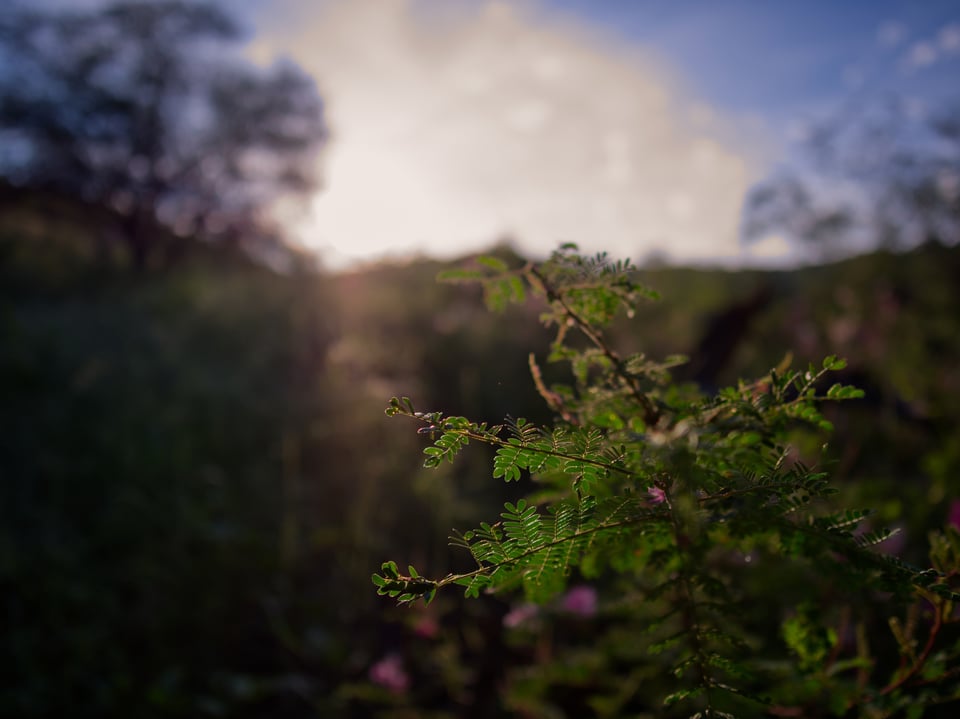 Leica Summilux 12mm f:1.4 creates a pleasing and soft bokeh