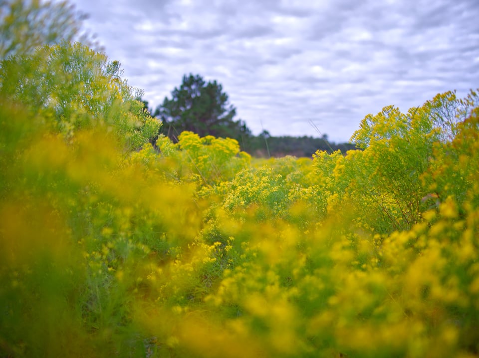 Leica Summilux 12mm f:1.4 creates a pleasing and soft foreground bokeh good for close focus and shallow depth of field