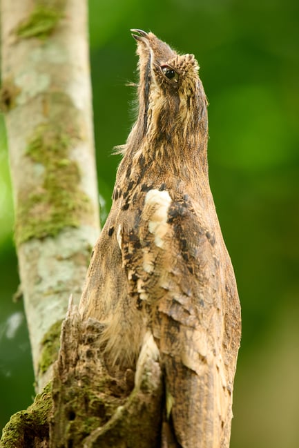 Long-tailed Potoo_02_2x TC