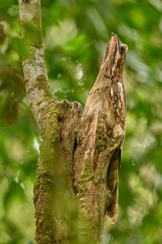 Long tailed potoo