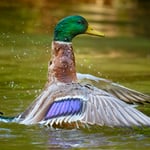 Mallard II_800mm