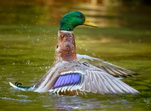 Mallard II_800mm