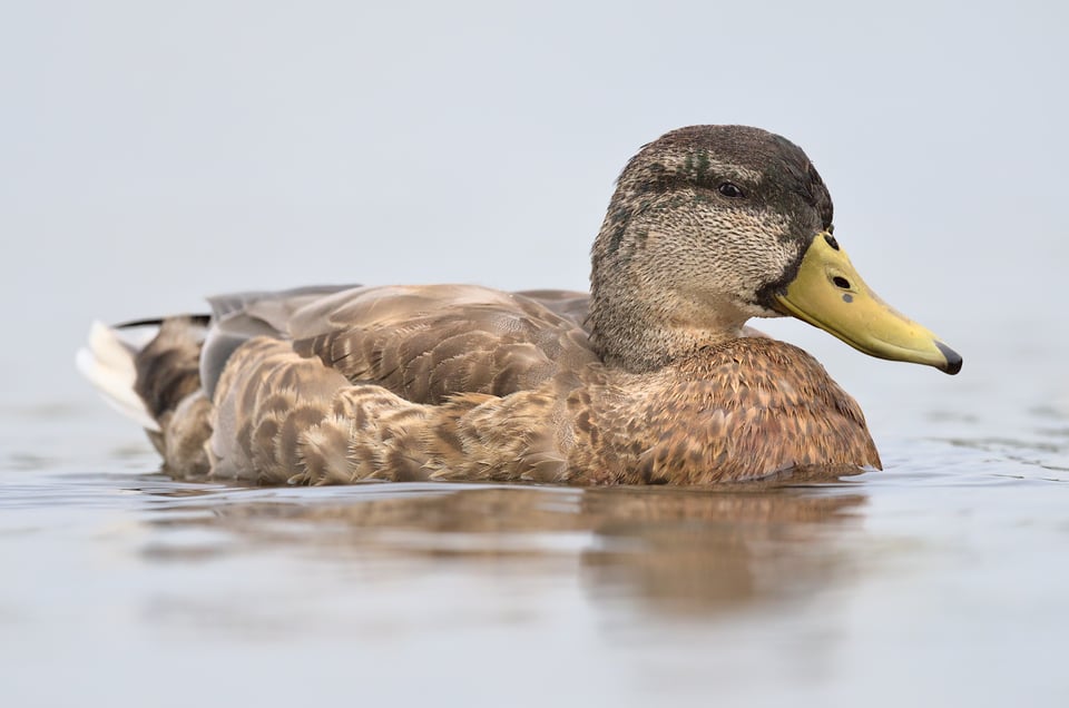 Mallard_Duck_Swimming_jpolak