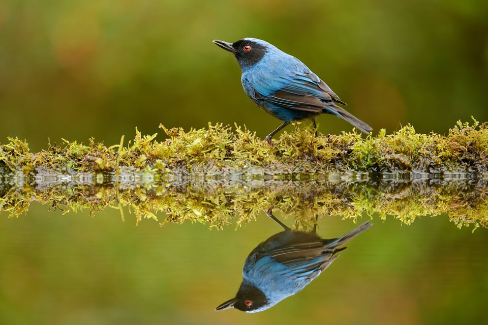 Masked Flowerpiercer_01