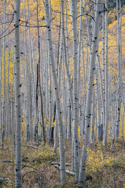 Nikon Z 24-120mm f4 S Sample Image 11 Vertical Aspen Photo