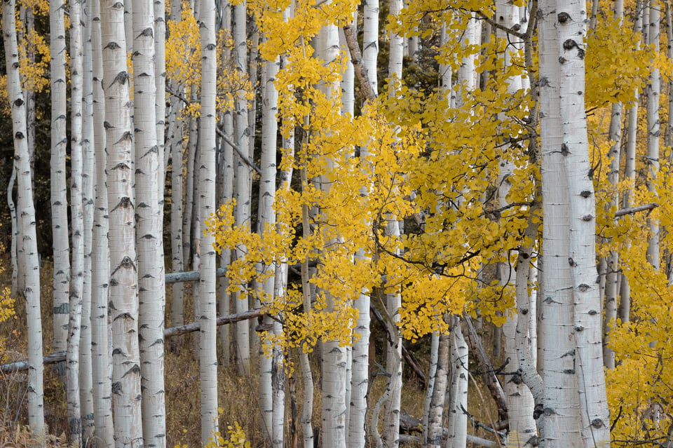 Nikon Z 24-120mm f4 S Sample Image 12 Detail of Aspen Tree