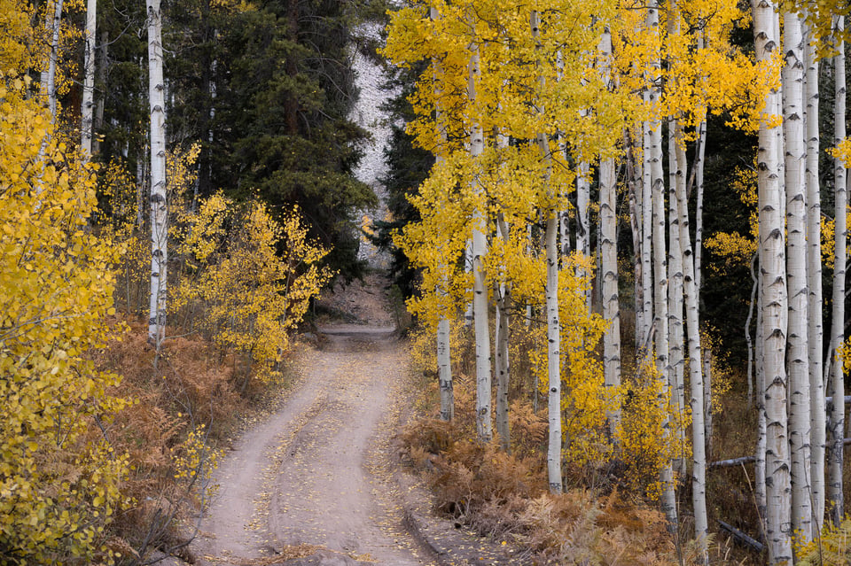 Nikon Z 24-120mm f4 S Sample Image 13 Road through the Trees