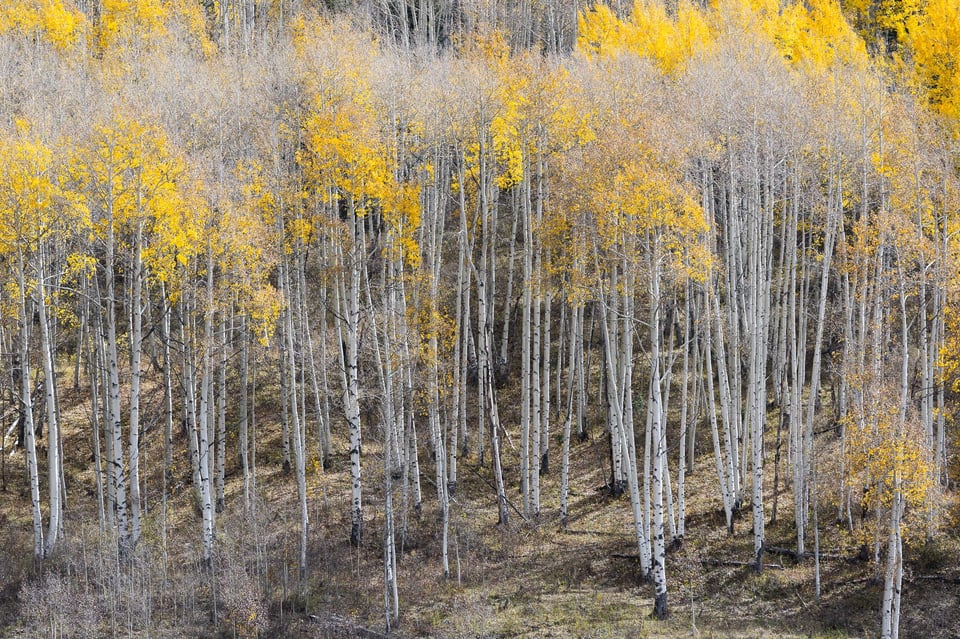 Nikon Z 24-120mm f4 S Sample Image 15 Aspen Trees in Distance