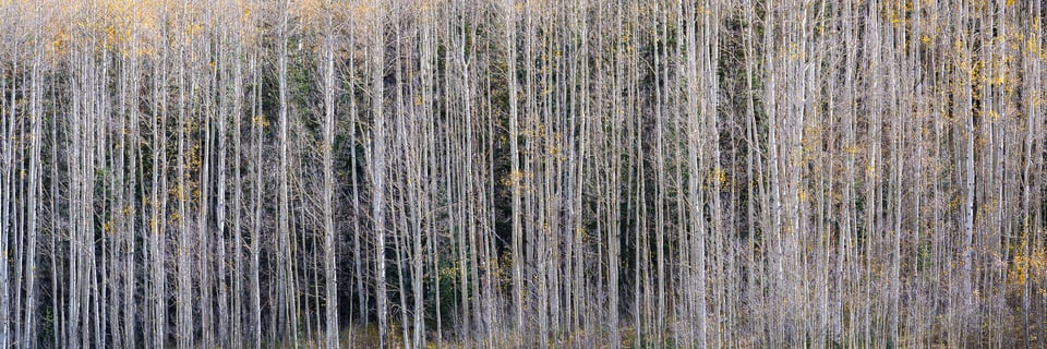 Nikon Z 24-120mm f4 S Sample Image 17 Panorama of Aspen Trunks