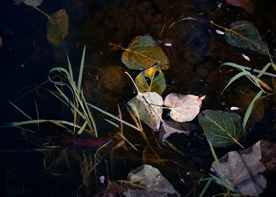 Nikon Z 24-120mm f4 S Sample Image 21 Leaves and Grass on the shore