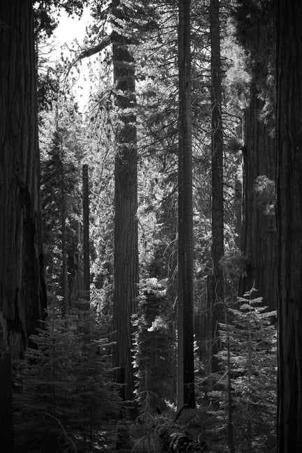 Nikon Z 24-120mm f4 S Sample Image 32 Black and White Mariposa Grove