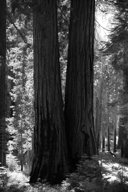 Nikon Z 24-120mm f4 S Sample Image 33 Black and White Two Redwood Trees