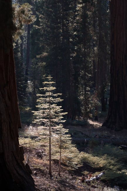 Nikon Z 24-120mm f4 S Sample Image 35 Small Pine Tree Backlit Yosemite