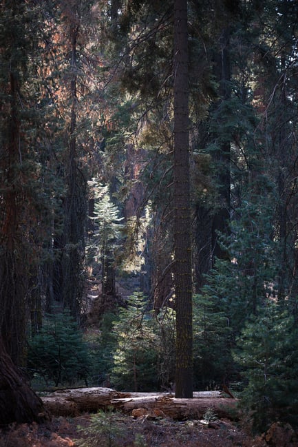 Nikon Z 24-120mm f4 S Sample Image 39 Colorful Redwood Trees Yosemite