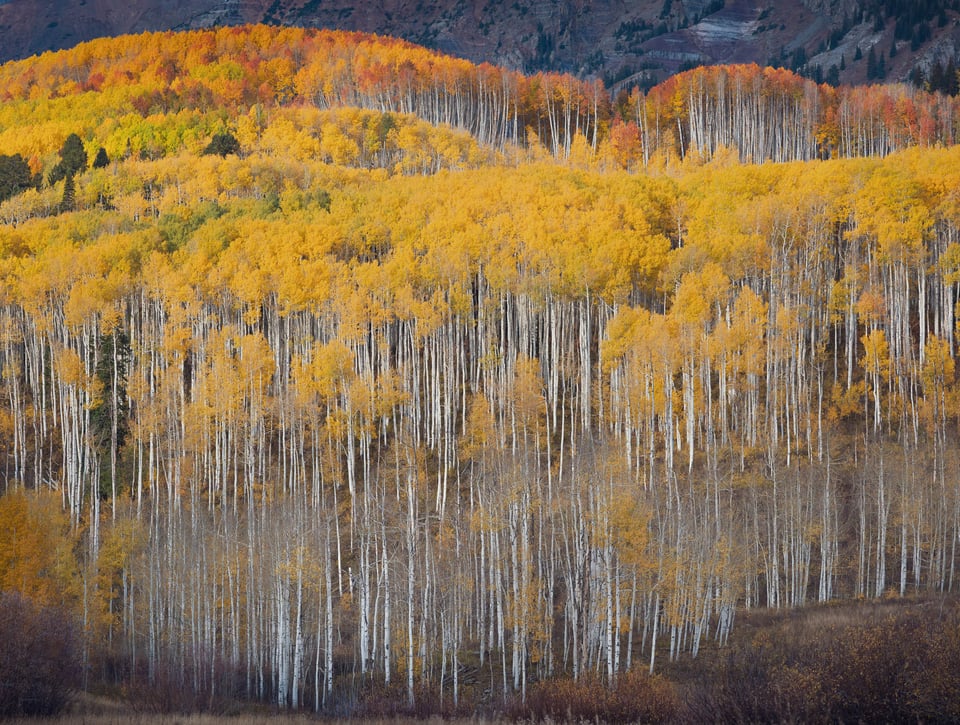 Nikon Z 24-120mm f4 S Sample Image 4 Distant Aspen Trees