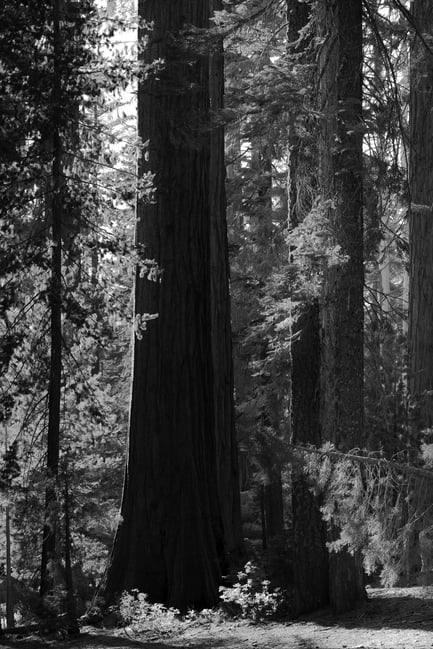 Nikon Z 24-120mm f4 S Sample Image 40 Black and White Tree Trunk Mariposa Grove