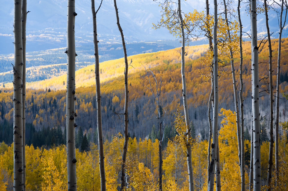 Nikon Z 24-120mm f4 S Sample Image 6 Aspens with Landscape Background