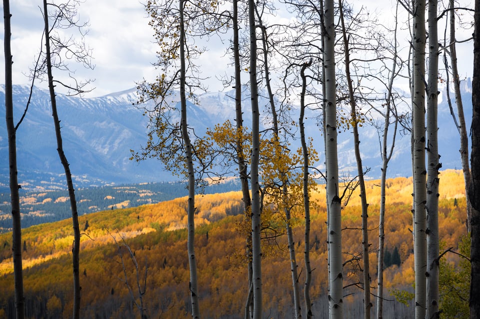 Nikon Z 24-120mm f4 S Sample Image 7 Aspens and Distant Mountain