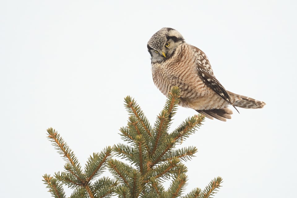 Northern_Hawk_Owl_jpolak