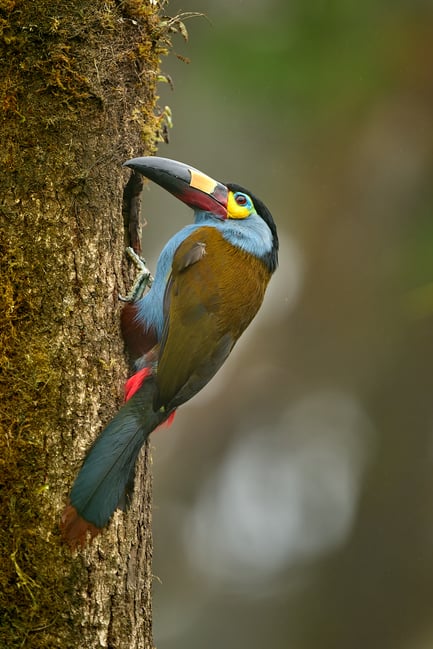 Plate-billed Mountain-Toucan_01